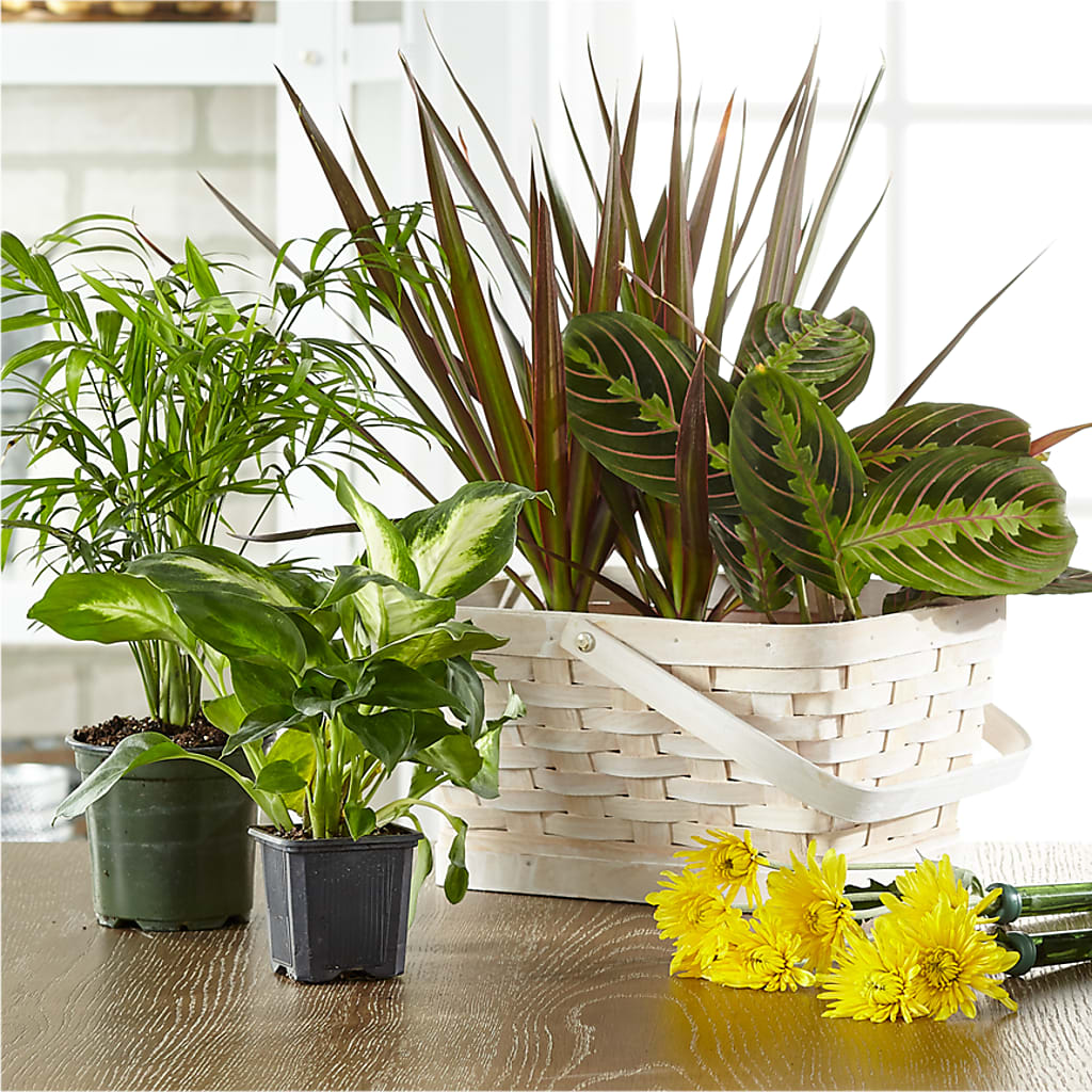 Florist Designed Blooming and Green Plants in a Basket – West Hollywood Florist, West Hollywood CA