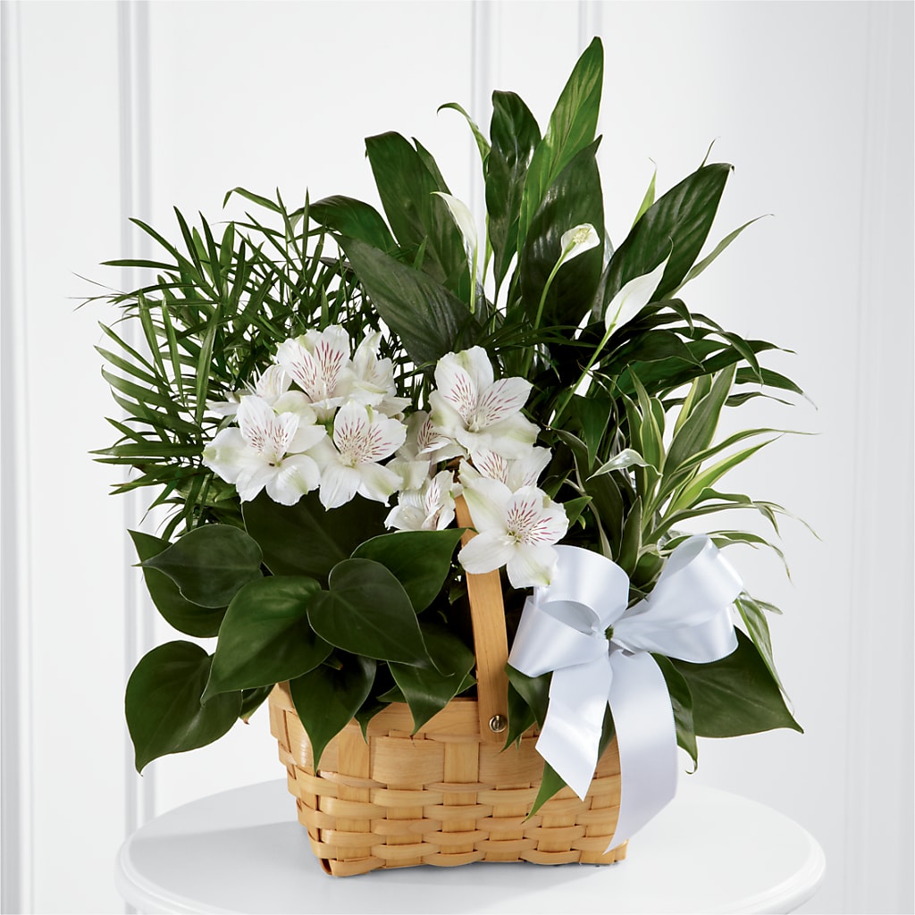 Peace & Serenity Dishgarden – West Hollywood Florist, West Hollywood CA