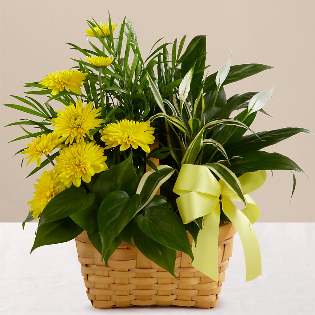 Loving Light Dishgarden – West Hollywood Florist, West Hollywood CA