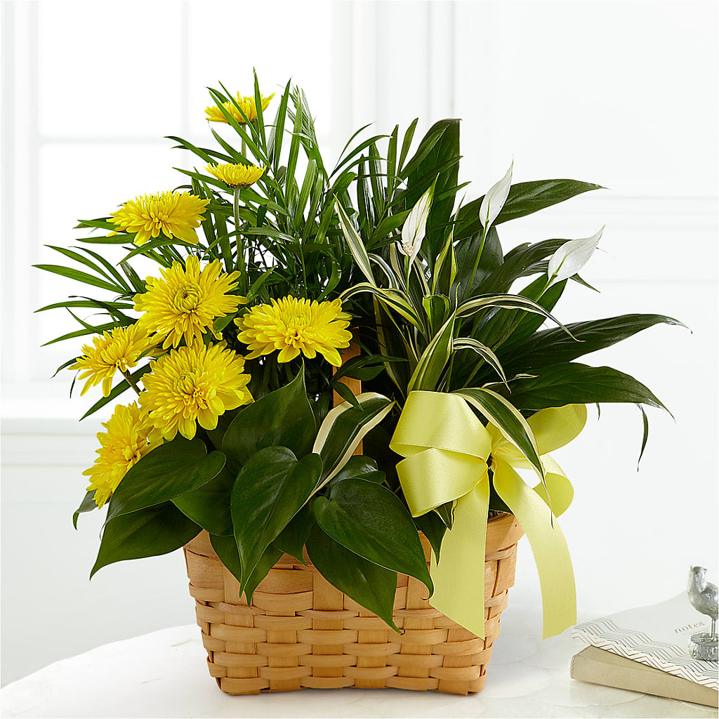 Loving Light Dishgarden – West Hollywood Florist, West Hollywood CA