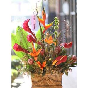 Tropical Gift – West Hollywood Florist, West Hollywood CA