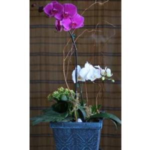 Orchid Planter – West Hollywood Florist, West Hollywood CA