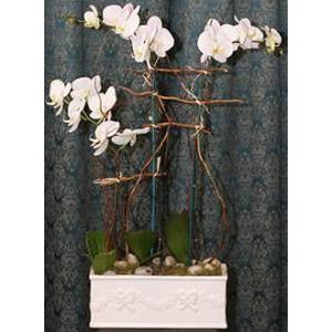 Orchid Trio – West Hollywood Florist, West Hollywood CA