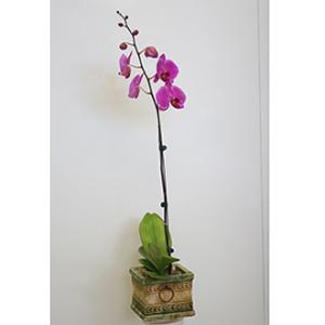 Orchid plant (purple) – West Hollywood Florist, West Hollywood CA