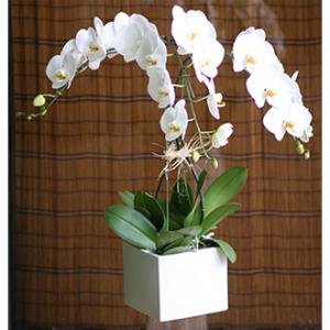 LA112 Waterfall of Orchids – West Hollywood Florist, West Hollywood CA