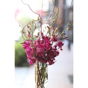 Orchid Blitz – West Hollywood Florist, West Hollywood CA
