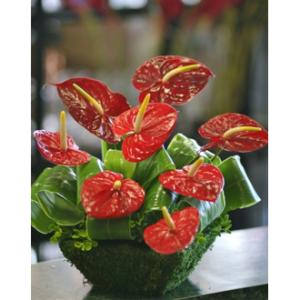 Anthurium Collection – West Hollywood Florist, West Hollywood CA