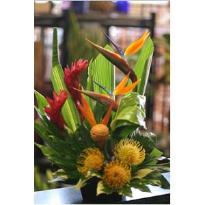 La Tropicalla – West Hollywood Florist, West Hollywood CA