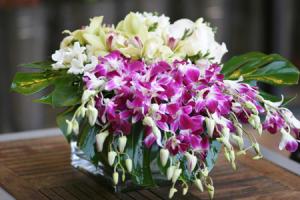 Orchids Abundance – West Hollywood Florist, West Hollywood CA