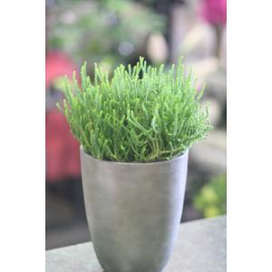 Succulent Plant – West Hollywood Florist, West Hollywood CA