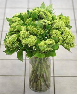 Green Day Arrangement – West Hollywood Florist, West Hollywood CA