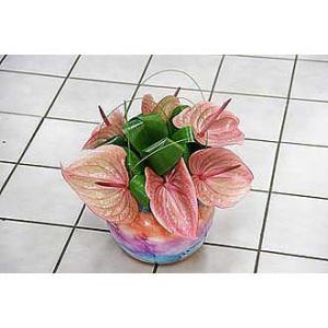 Modern Anthuriums – West Hollywood Florist, West Hollywood CA