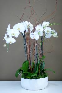 Orchid Oasis Planter – West Hollywood Florist, West Hollywood CA
