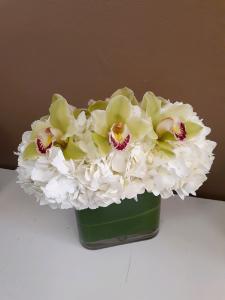 Supa Hydrangea Contempo – West Hollywood Florist, West Hollywood CA