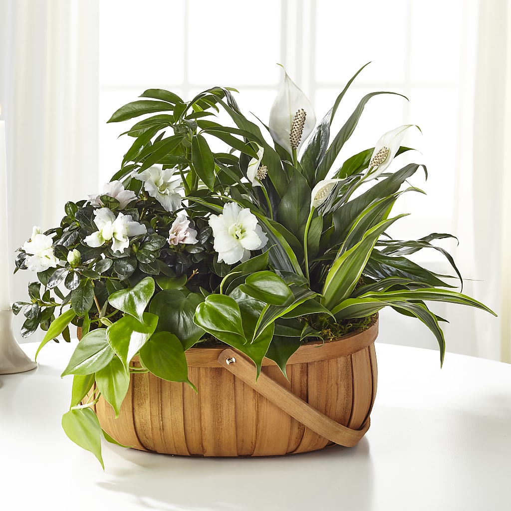 Serene Dishgarden – West Hollywood Florist, West Hollywood CA