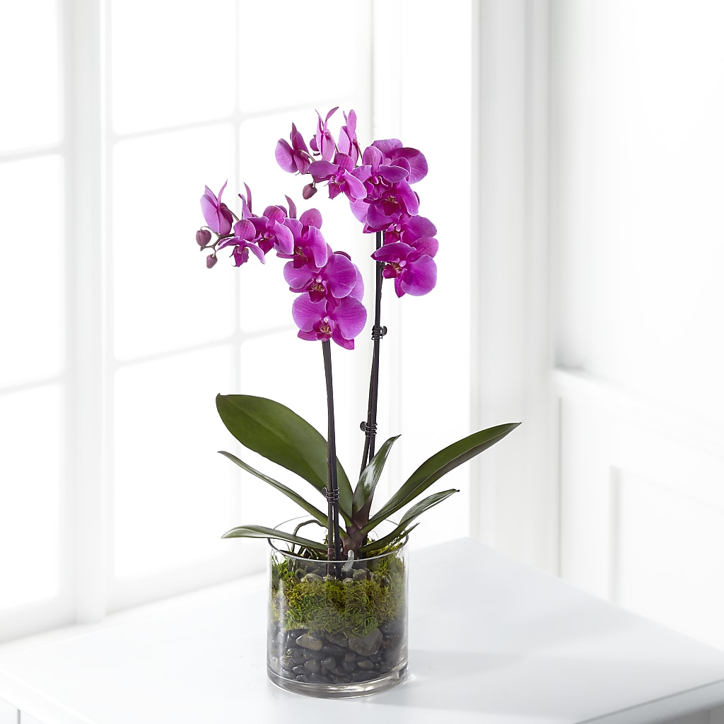 Pink Orchid Plant – West Hollywood Florist, West Hollywood CA