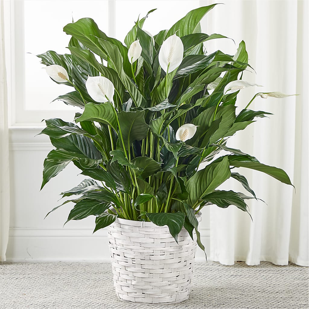 A New Leaf Peace Lily – West Hollywood Florist, West Hollywood CA