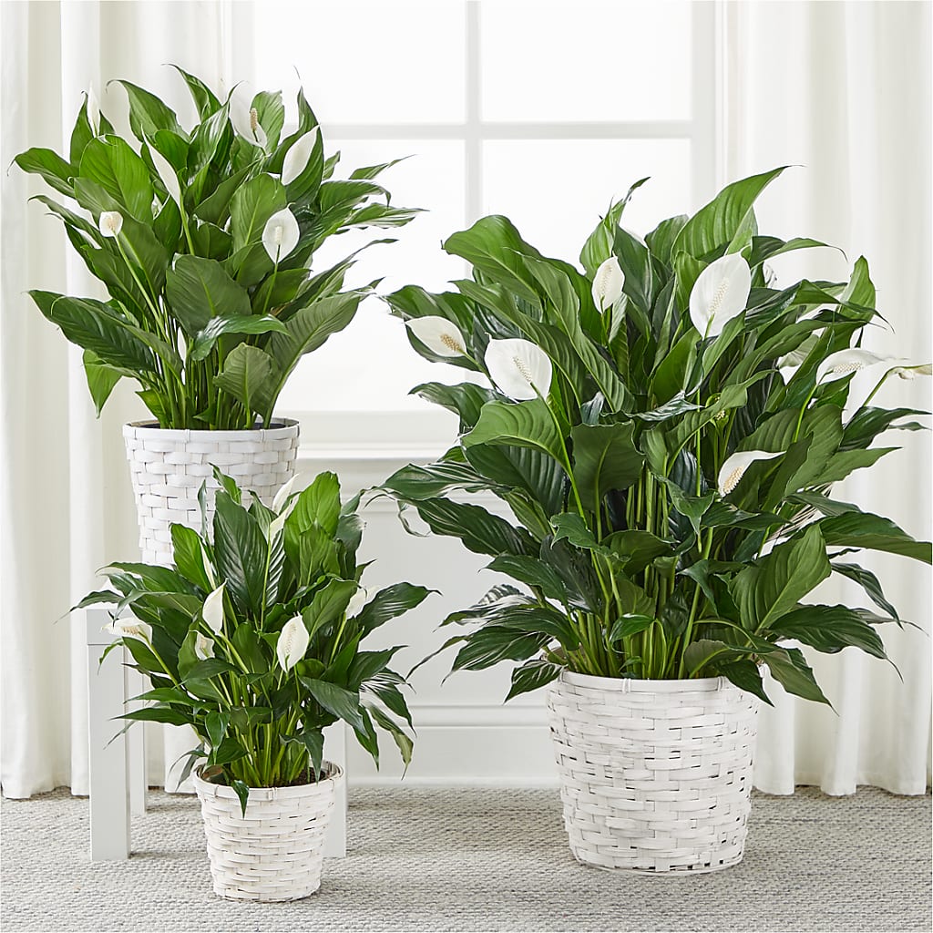 A New Leaf Peace Lily – West Hollywood Florist, West Hollywood CA