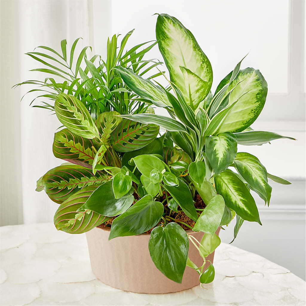 Balance & Harmony Dishgarden – West Hollywood Florist, West Hollywood CA