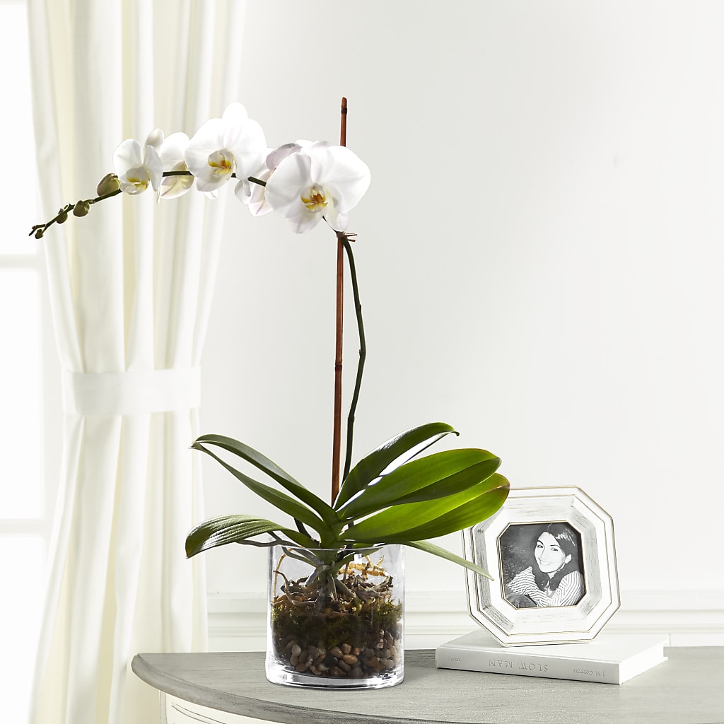 White Orchid Planter – West Hollywood Florist, West Hollywood CA
