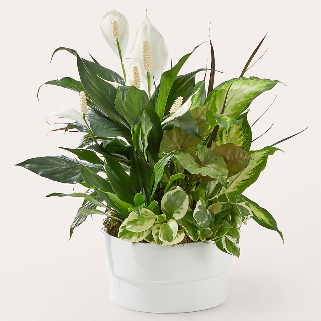 Radiating Positivity Dishgarden – West Hollywood Florist, West Hollywood CA