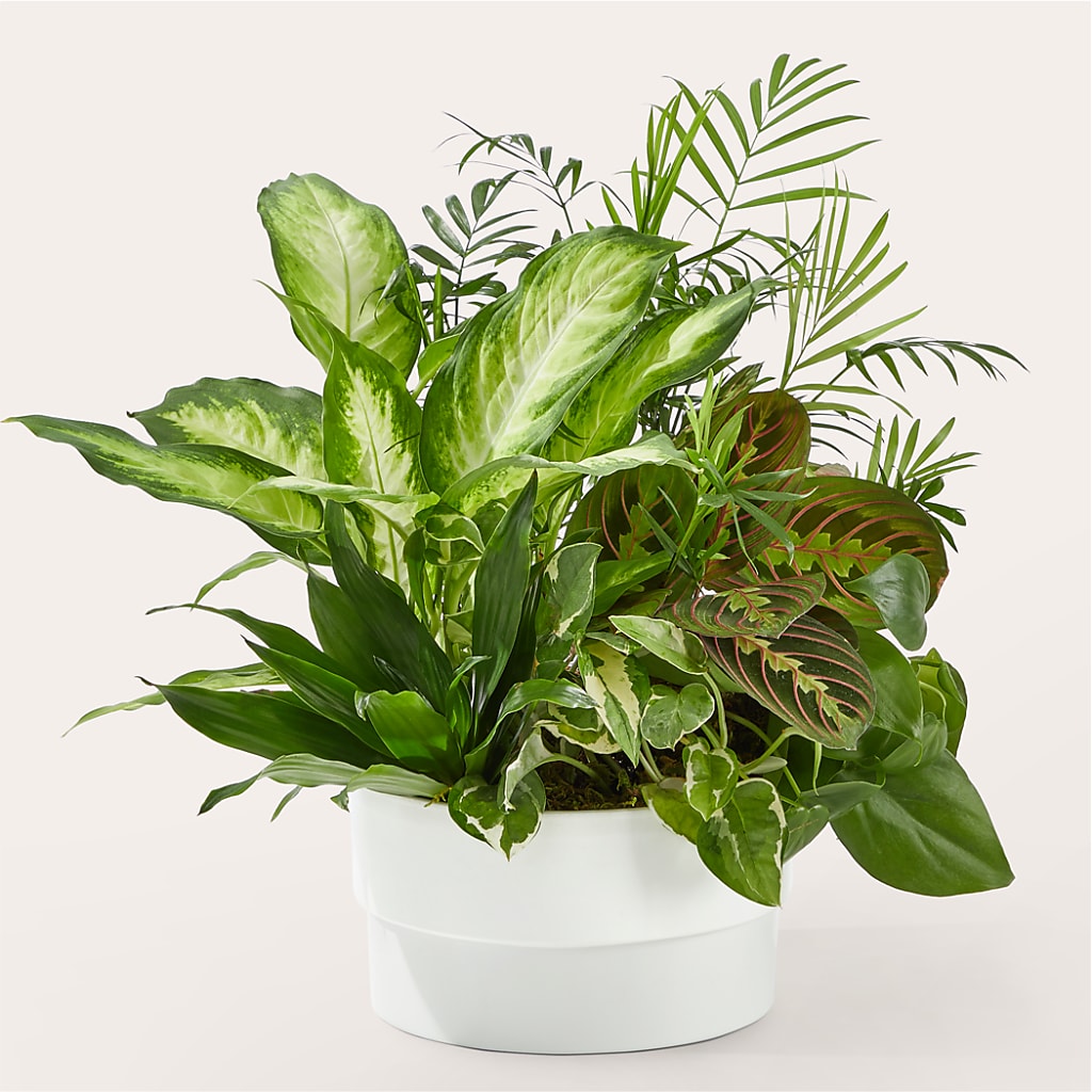 Radiating Positivity Dishgarden – West Hollywood Florist, West Hollywood CA