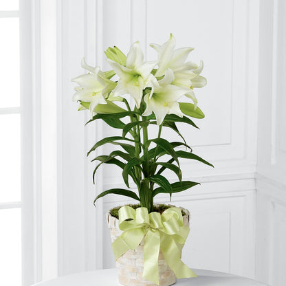 Easter Lily Plant –  West Hollywood Florist, West Hollywood CA