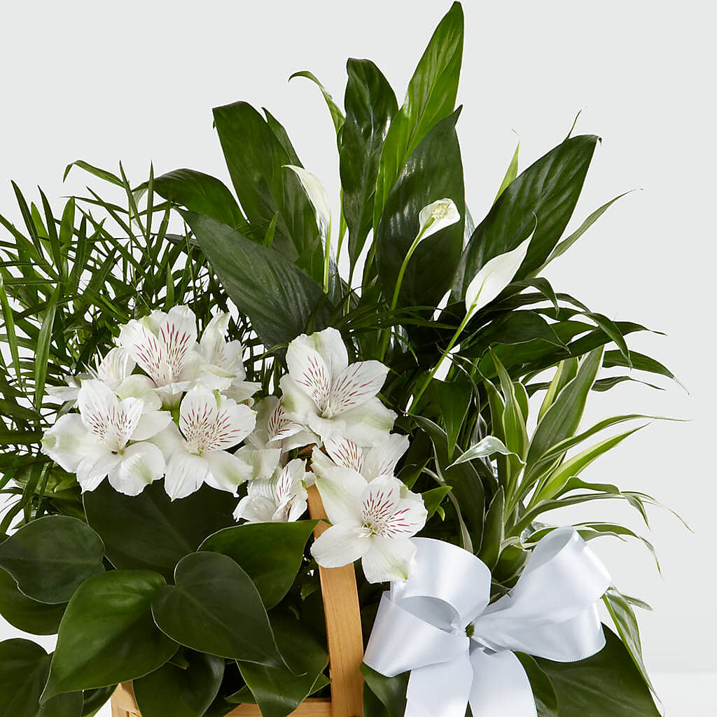 Peace & Serenity Dishgarden –  West Hollywood Florist, West Hollywood CA