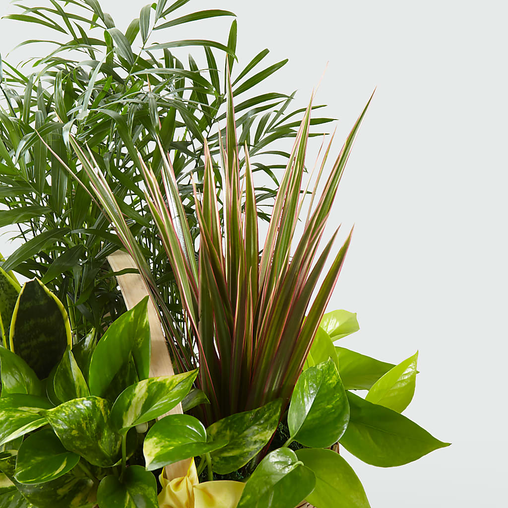 French Garden –  West Hollywood Florist, West Hollywood CA