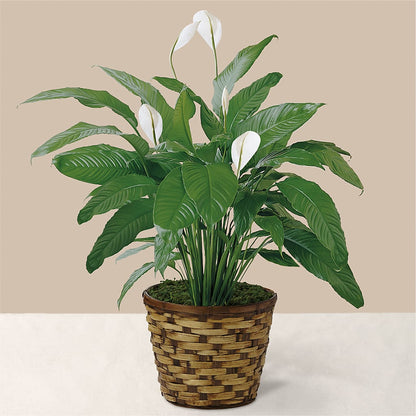 Tranquil Moments Peace Lily Plant –  West Hollywood Florist, West Hollywood CA