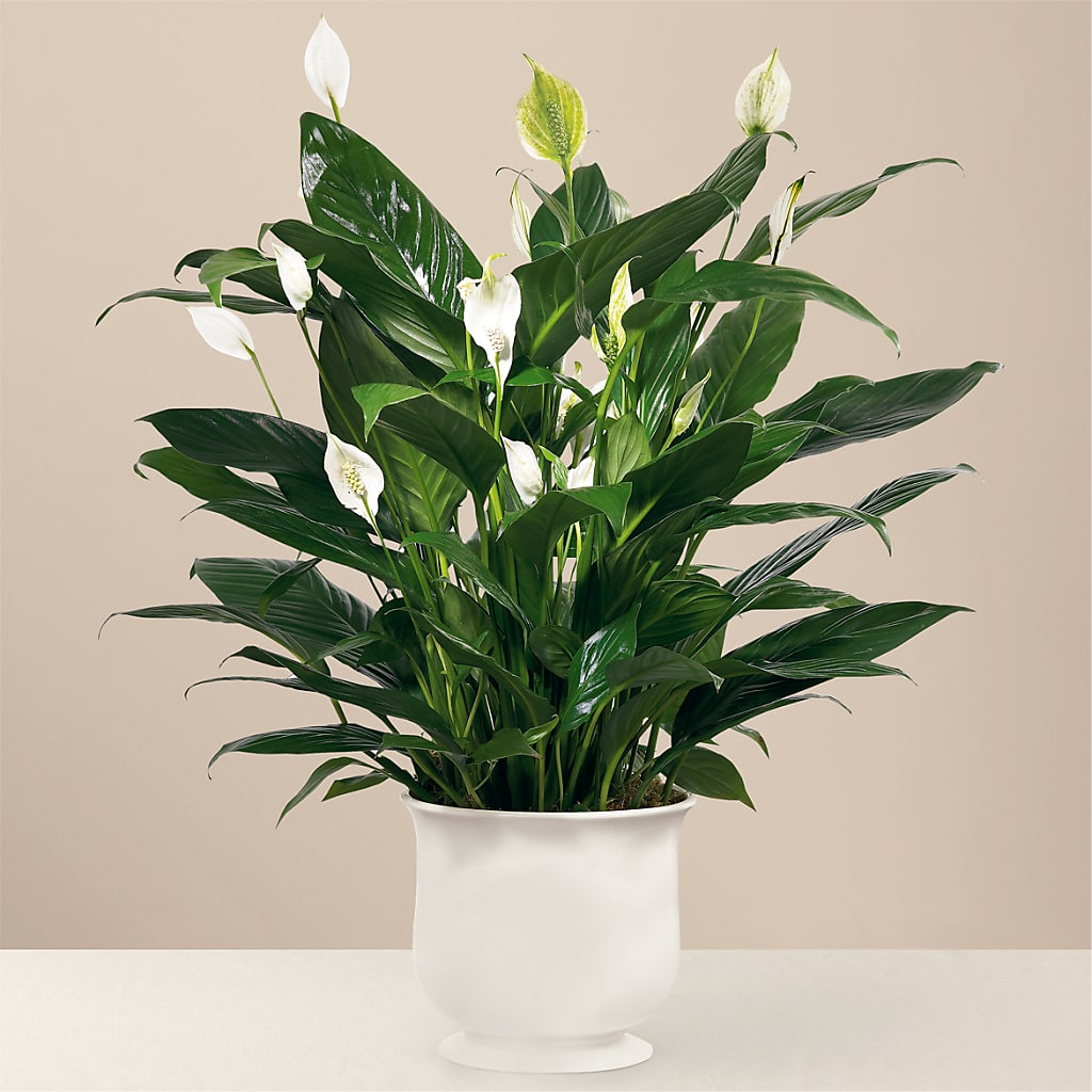 Comfort Planter –  West Hollywood Florist, West Hollywood CA