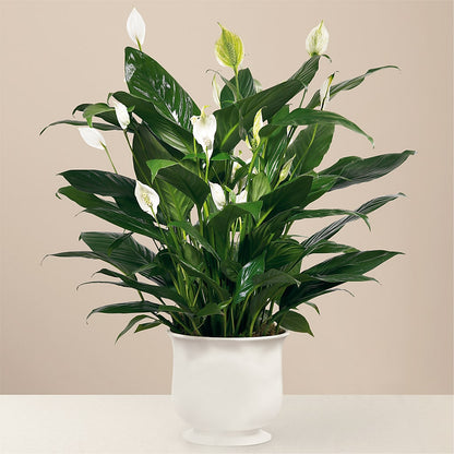 Comfort Planter –  West Hollywood Florist, West Hollywood CA