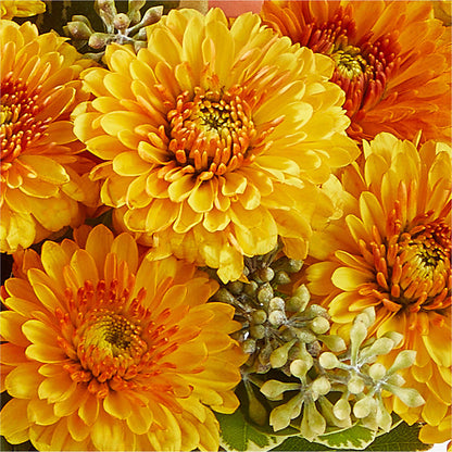 Peachy Pumpkin –  West Hollywood Florist, West Hollywood CA