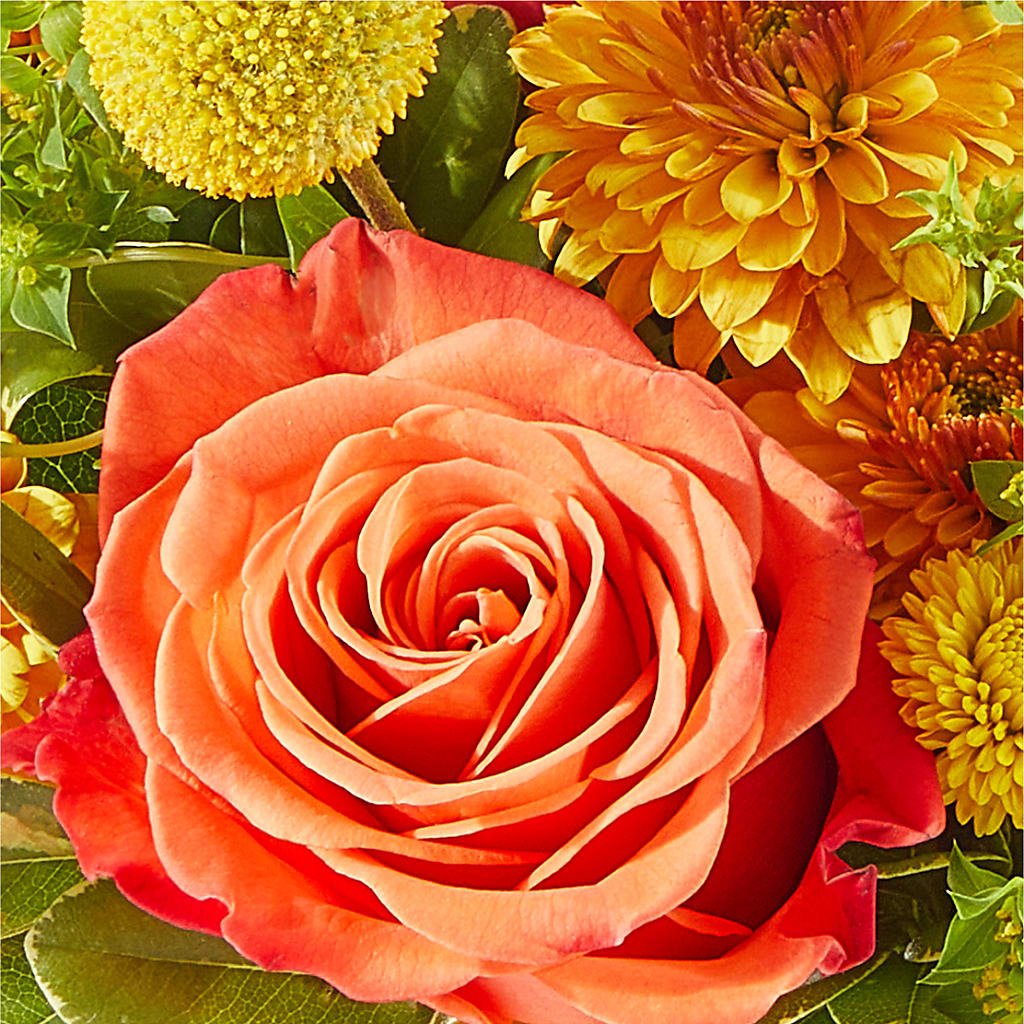 Gourdgeous Pumpkin –  West Hollywood Florist, West Hollywood CA