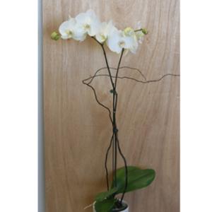 Orchid Plant (white) –  West Hollywood Florist, West Hollywood CA