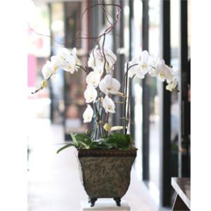 Orchid Collection –  West Hollywood Florist, West Hollywood CA