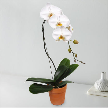 White Cascading Orchid –  West Hollywood Florist, West Hollywood CA