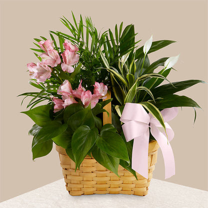Living Spirit Dishgarden –  West Hollywood Florist, West Hollywood CA