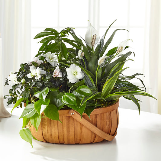 Serene Dishgarden –  West Hollywood Florist, West Hollywood CA