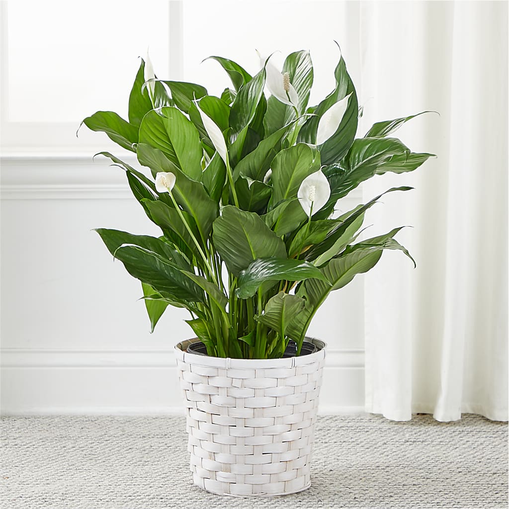 A New Leaf Peace Lily –  West Hollywood Florist, West Hollywood CA