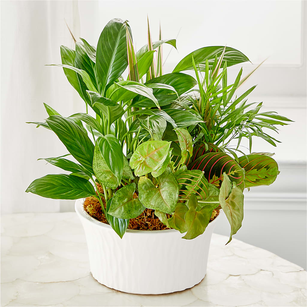 Balance & Harmony Dishgarden –  West Hollywood Florist, West Hollywood CA
