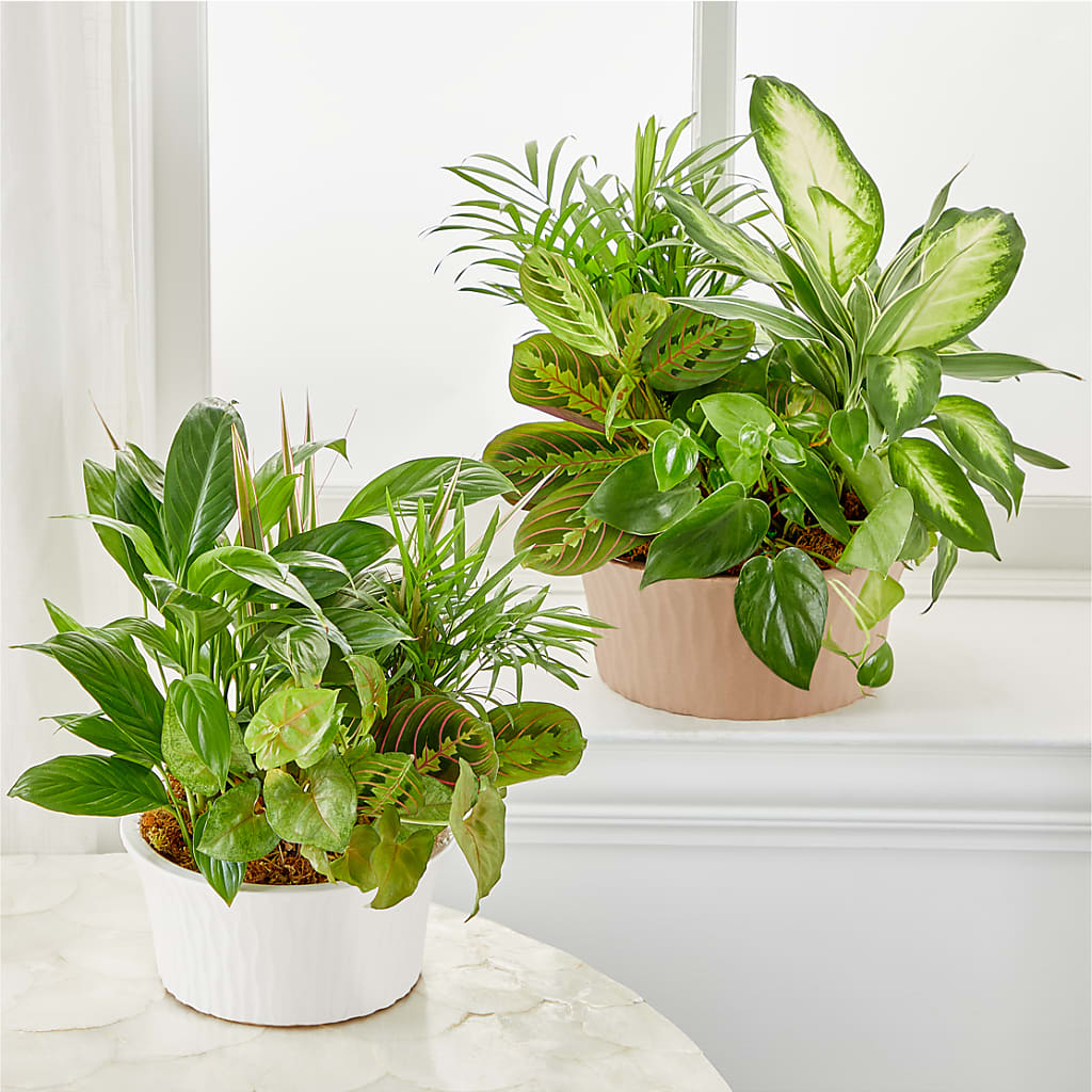 Balance & Harmony Dishgarden –  West Hollywood Florist, West Hollywood CA