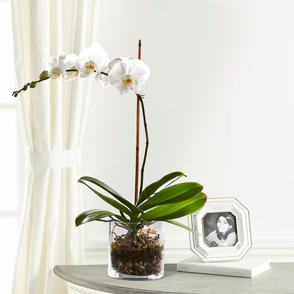 White Orchid Planter –  West Hollywood Florist, West Hollywood CA