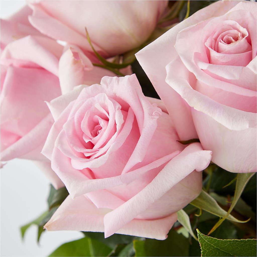 Picture Perfect Pink Rose Bouquet –  West Hollywood Florist, West Hollywood CA