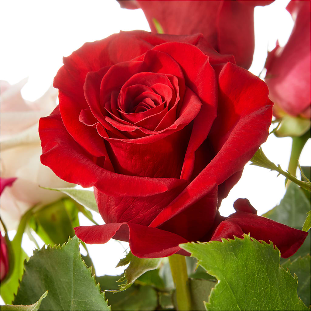 Love Notes Rose Bouquet –  West Hollywood Florist, West Hollywood CA