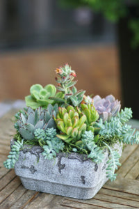 Modern Succulents Dishgarden