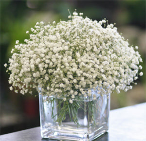 Baby's Breath Vase