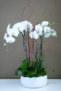 Orchid Oasis Planter