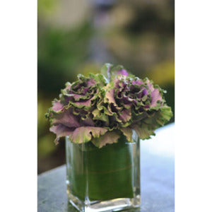 Kale Blooms