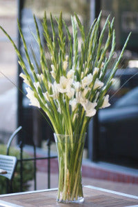 Just Glads in a Vase